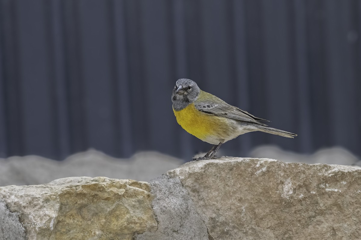 Gray-hooded Sierra Finch - ML644041963