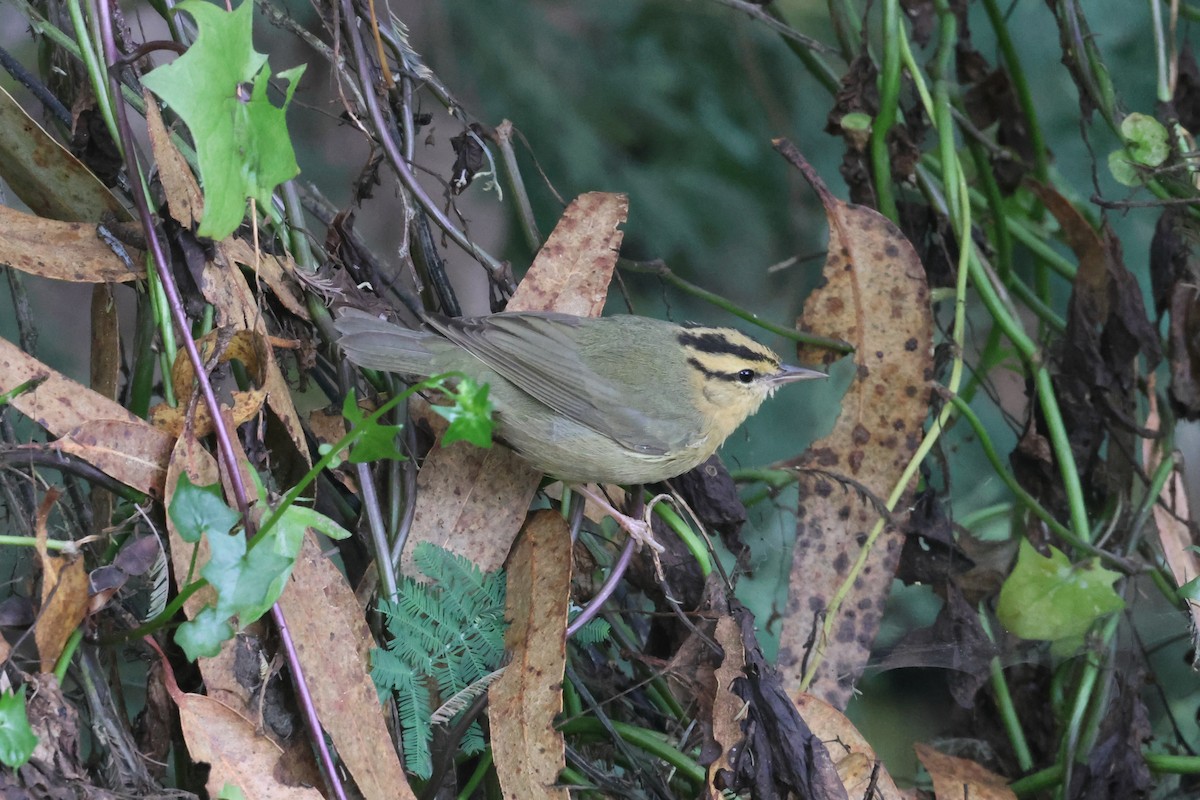 Worm-eating Warbler - ML644041972
