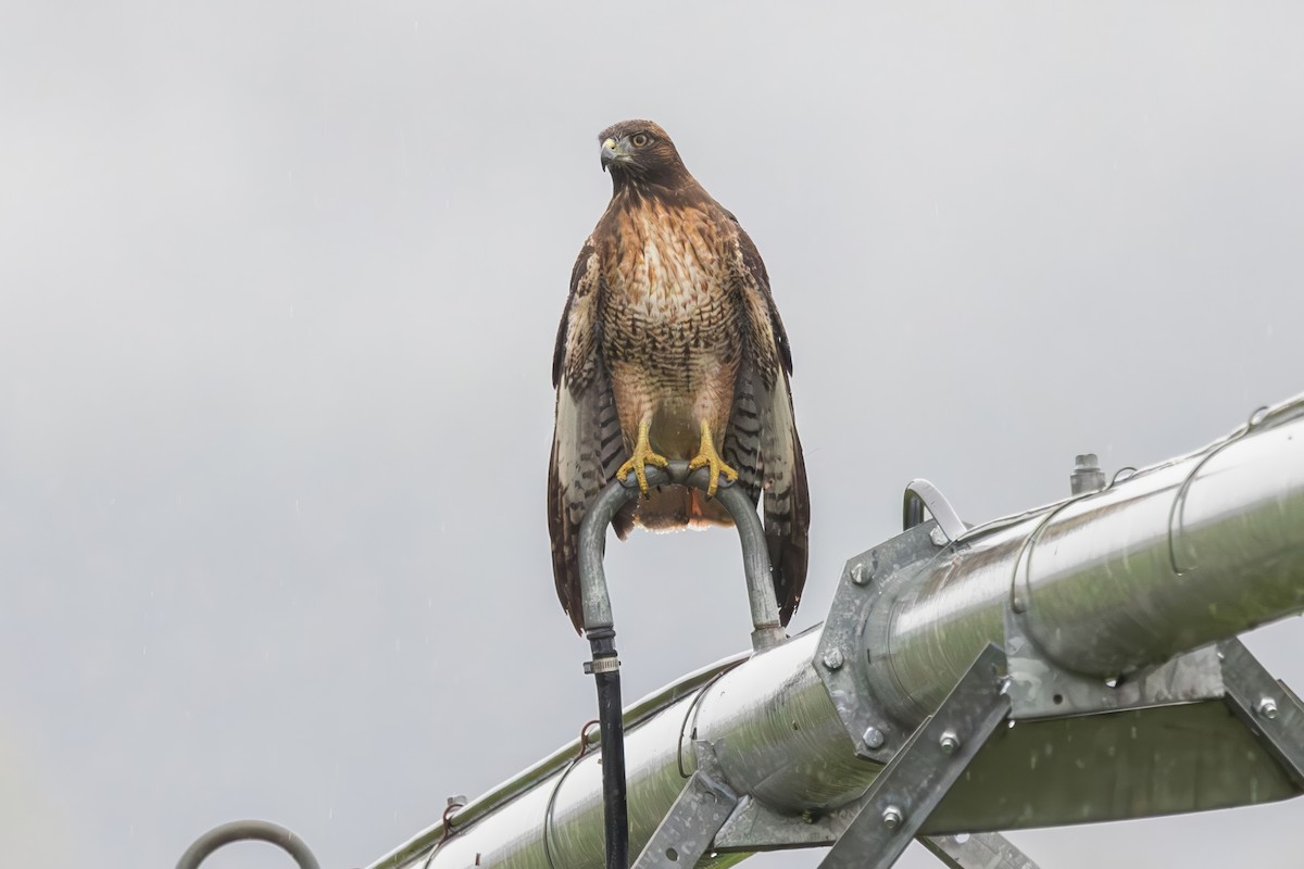 Red-tailed Hawk - ML644041985