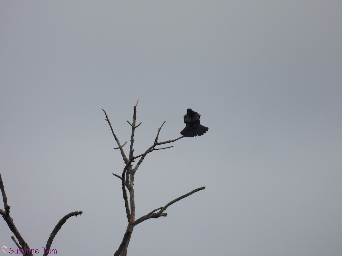 Fish Crow - ML644041997