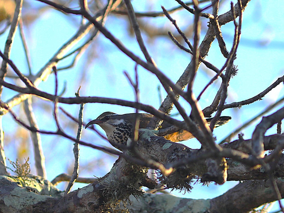 Mesito Monias - ML644041998