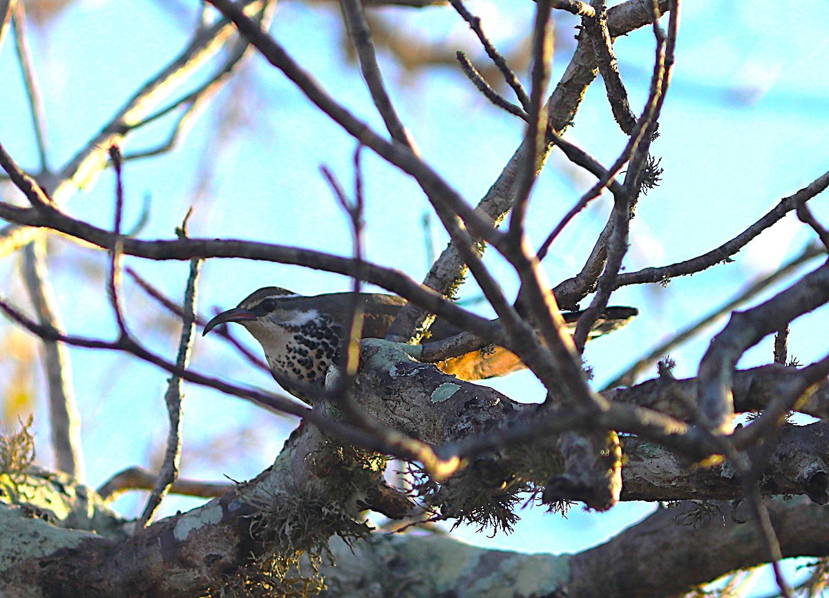 Mesito Monias - ML644041999