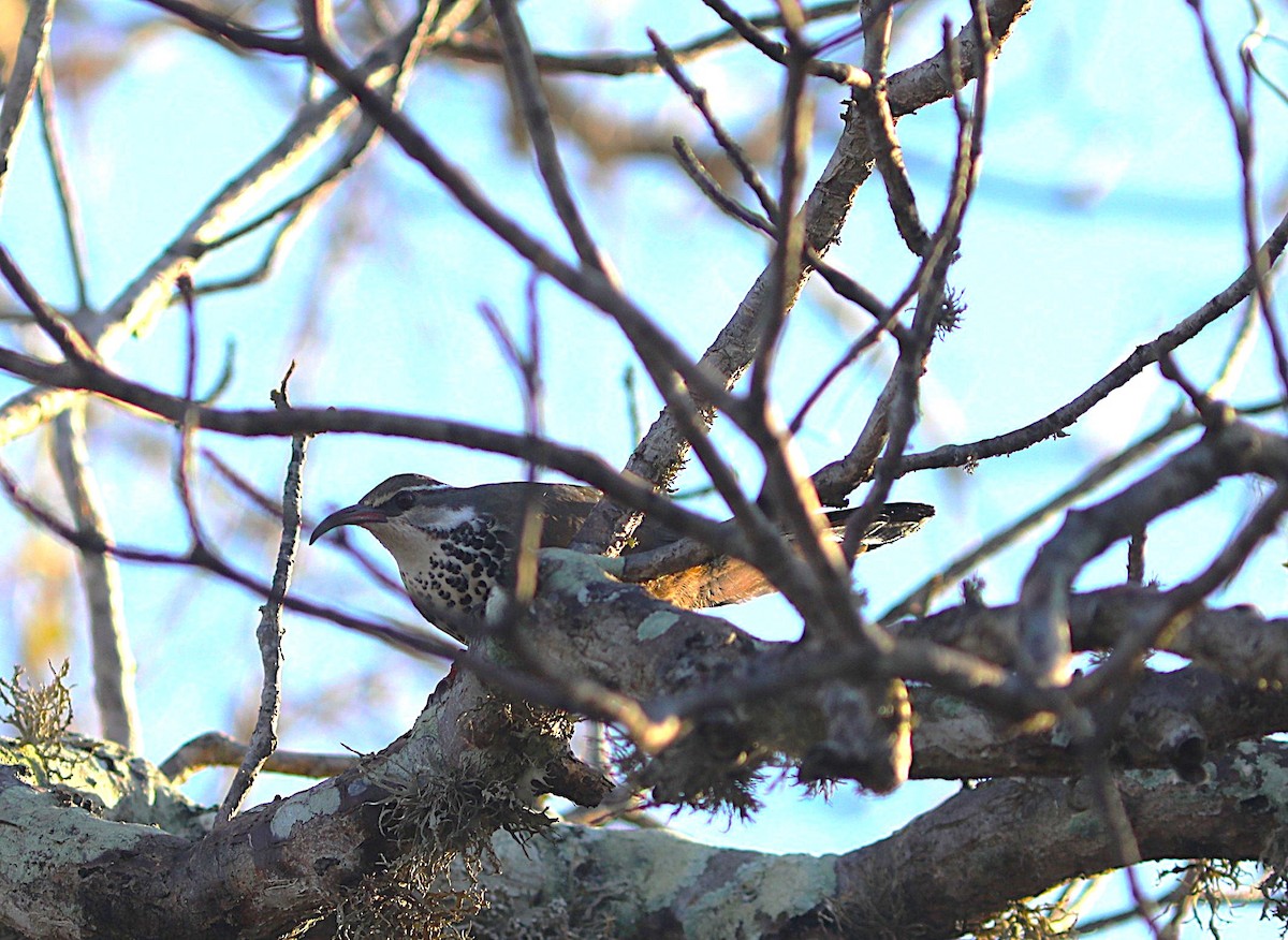 Mesito Monias - ML644042000