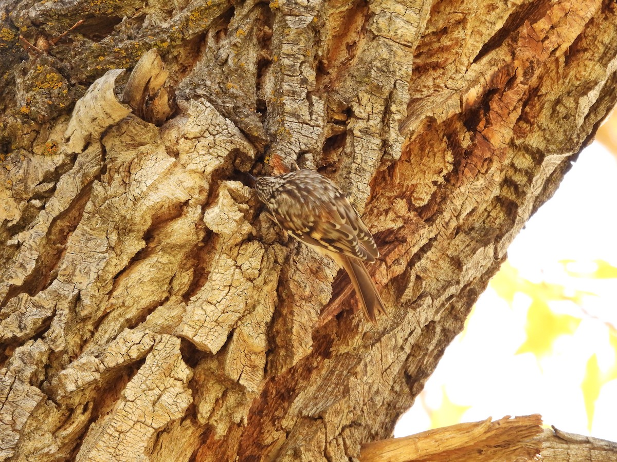 Brown Creeper - ML644042004