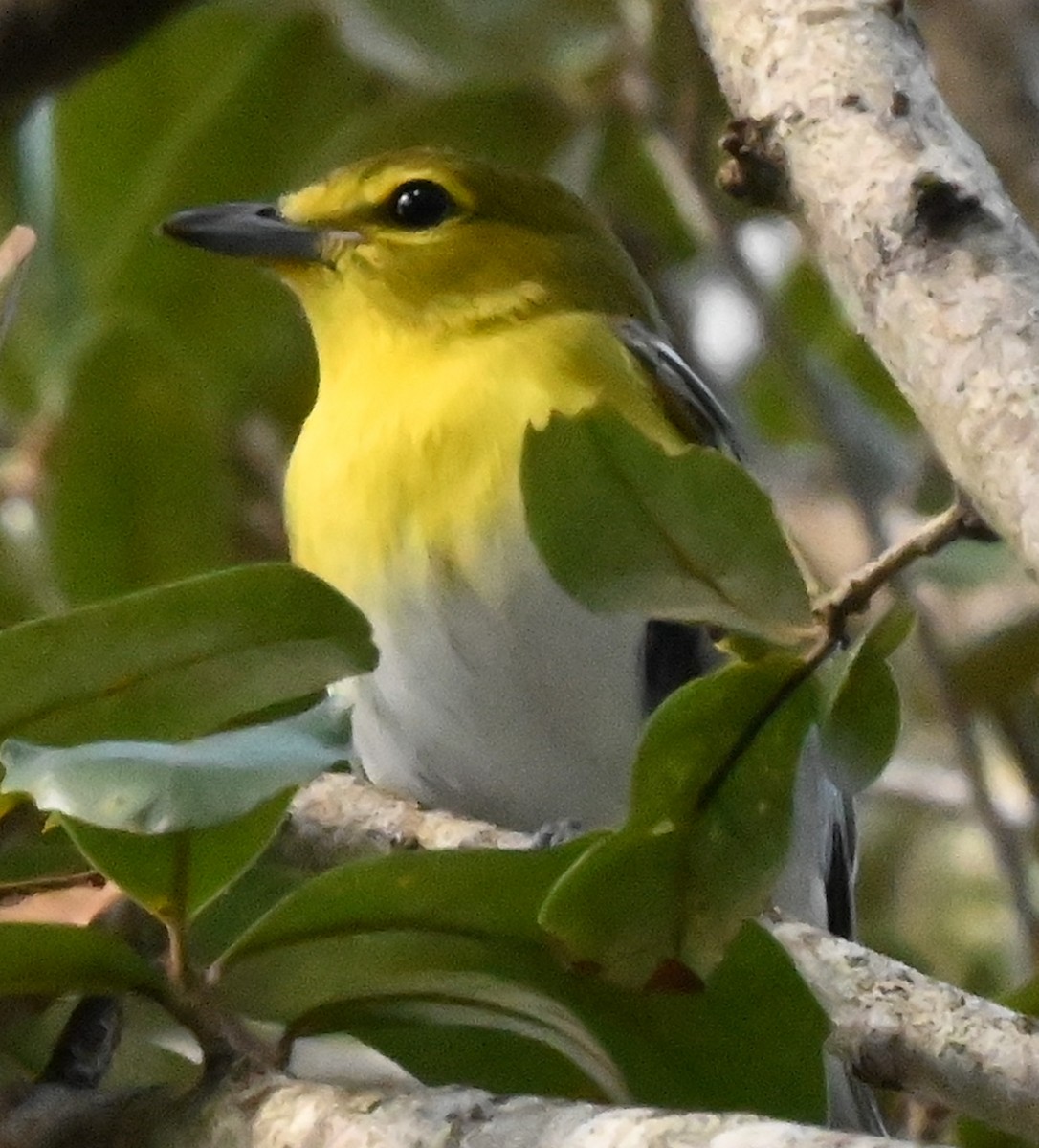 Sarı Gerdanlı Vireo - ML644042022