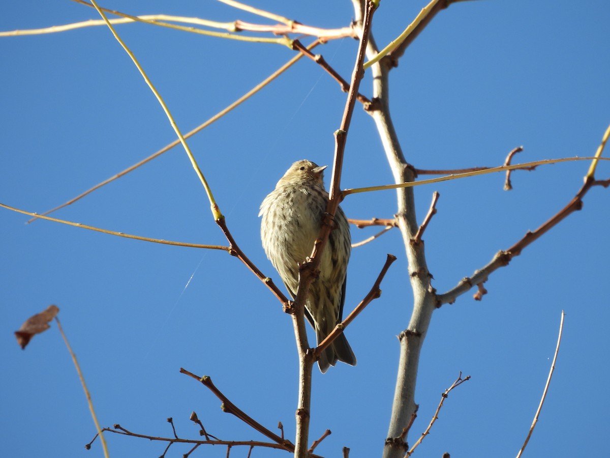 Pine Siskin - ML644042024