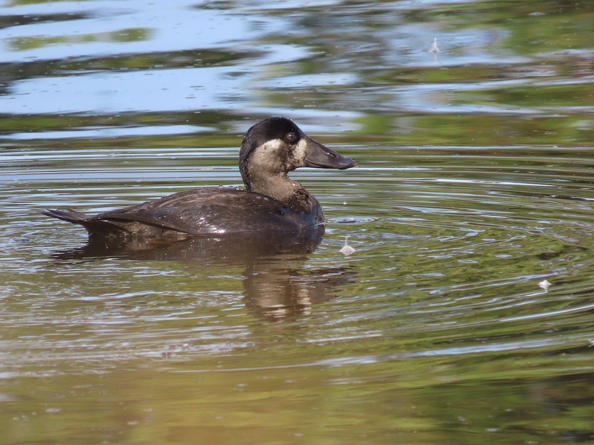 Surf Scoter - ML644042025