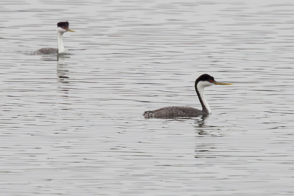 Western Grebe - ML644042027