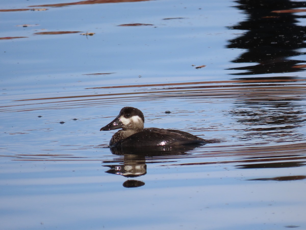 Surf Scoter - ML644042029