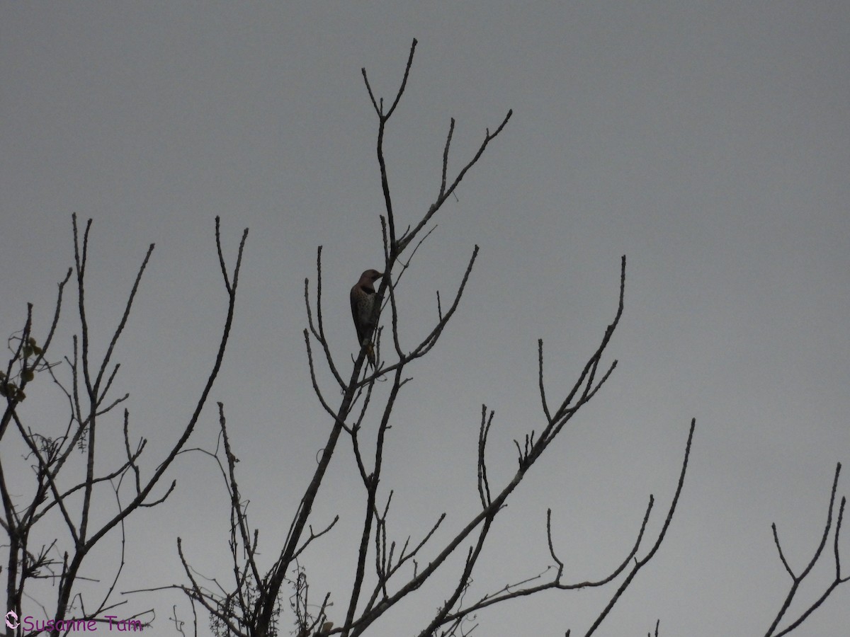Northern Flicker - ML644042030