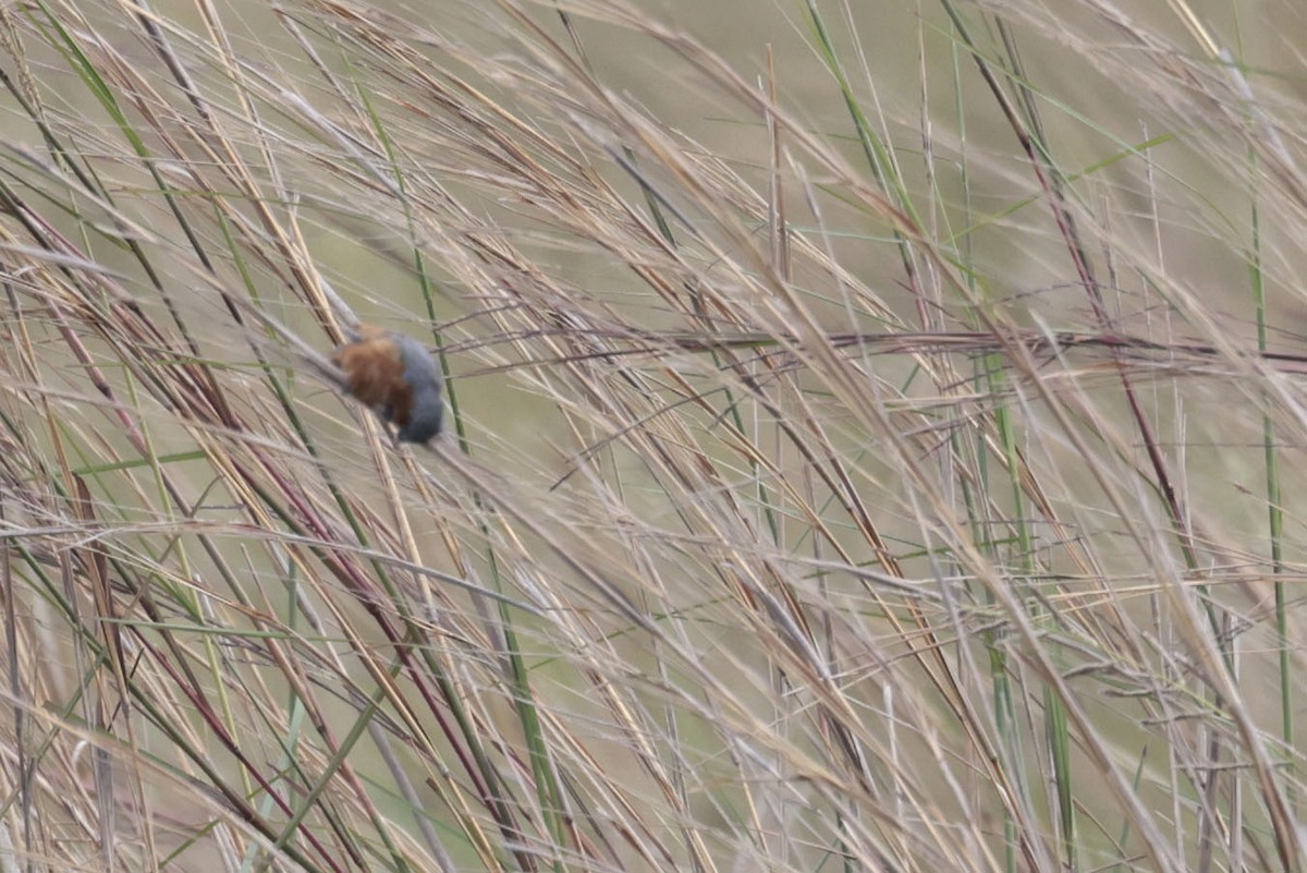 コシアカヒメウソ - ML644042031