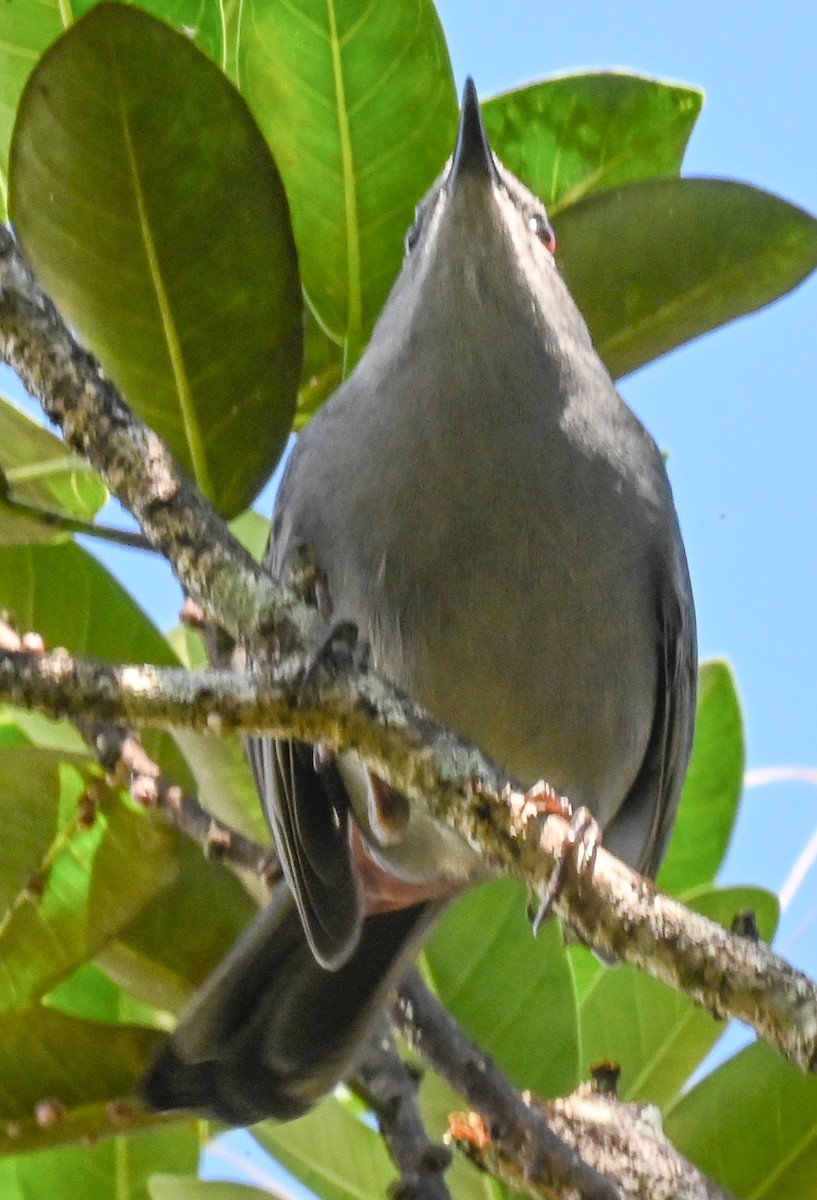 Gray Catbird - ML644042033