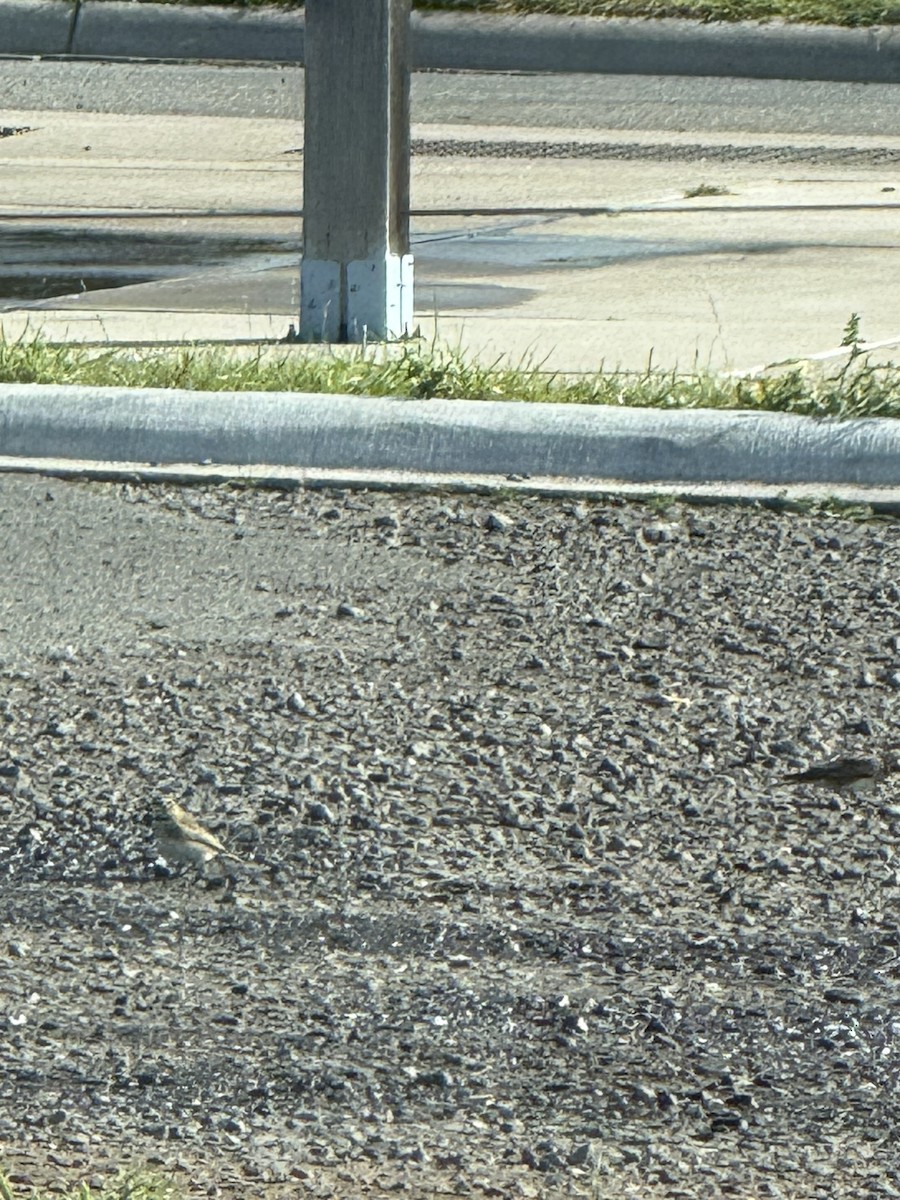 Horned Lark - ML644042035