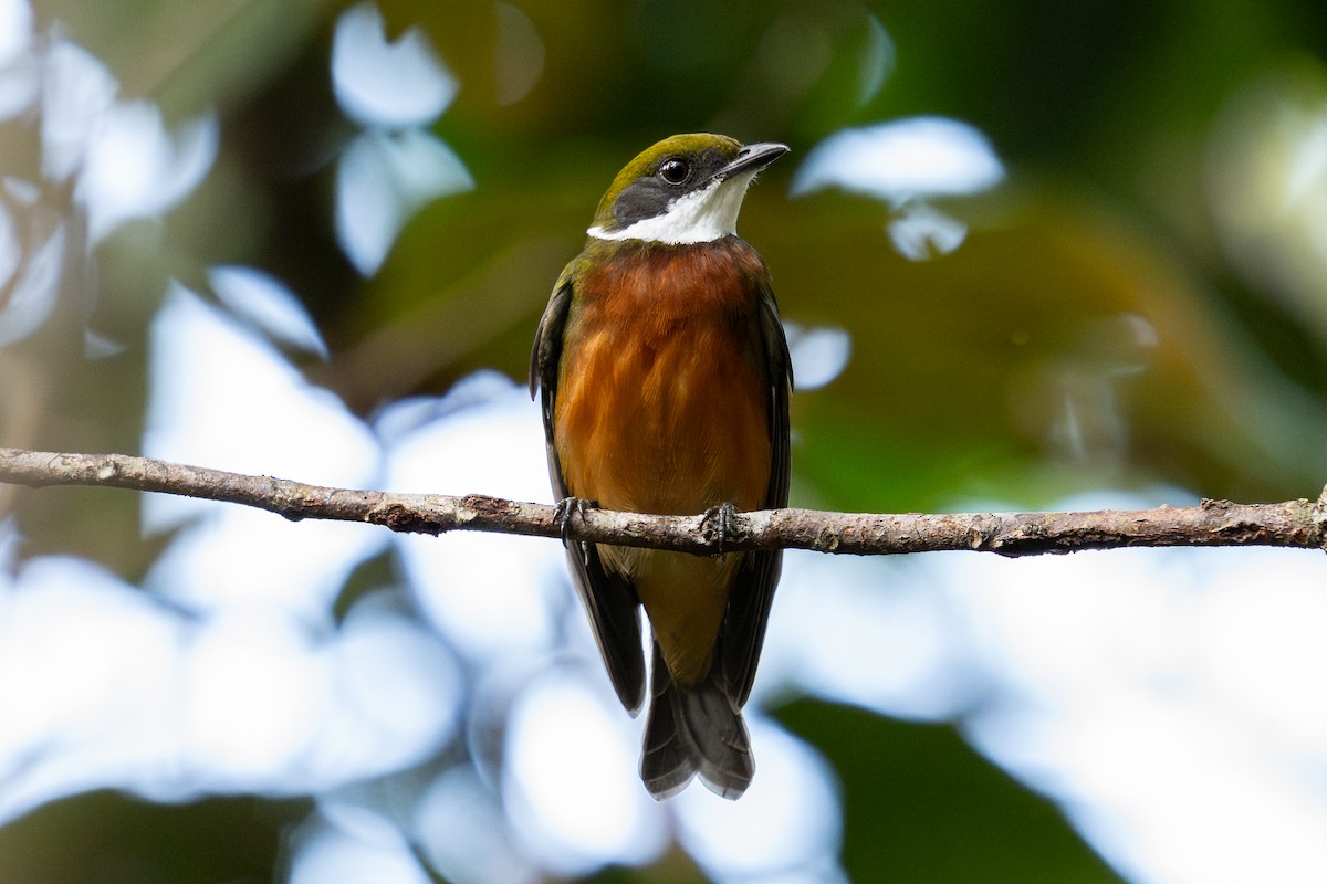 Yellow-crowned Manakin - ML644042036