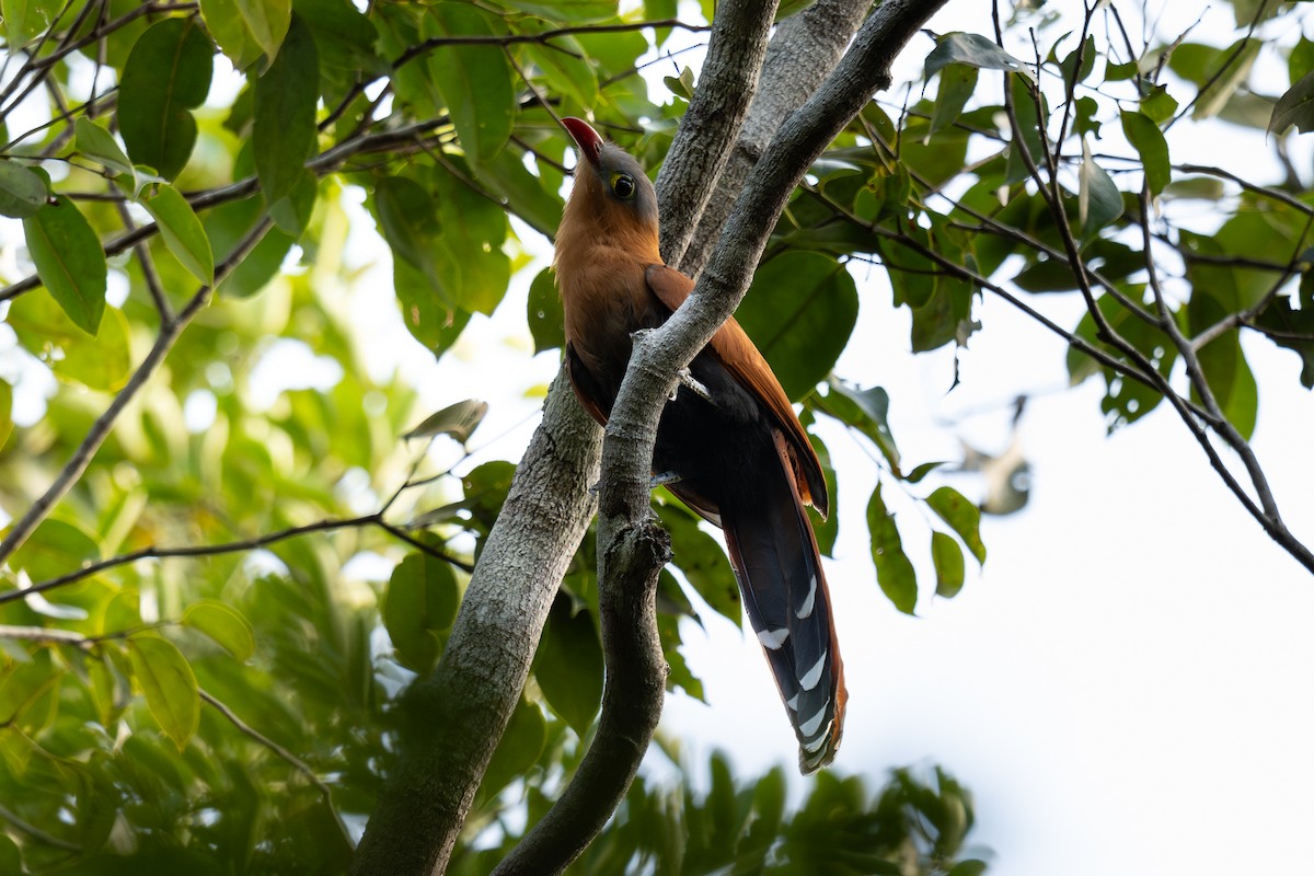 Black-bellied Cuckoo - ML644042037