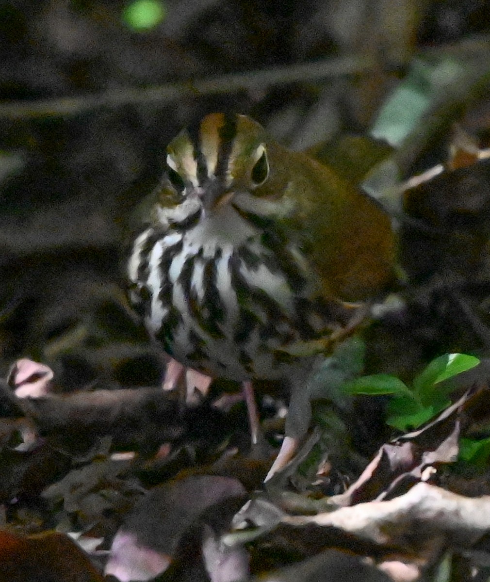 Ovenbird - ML644042038