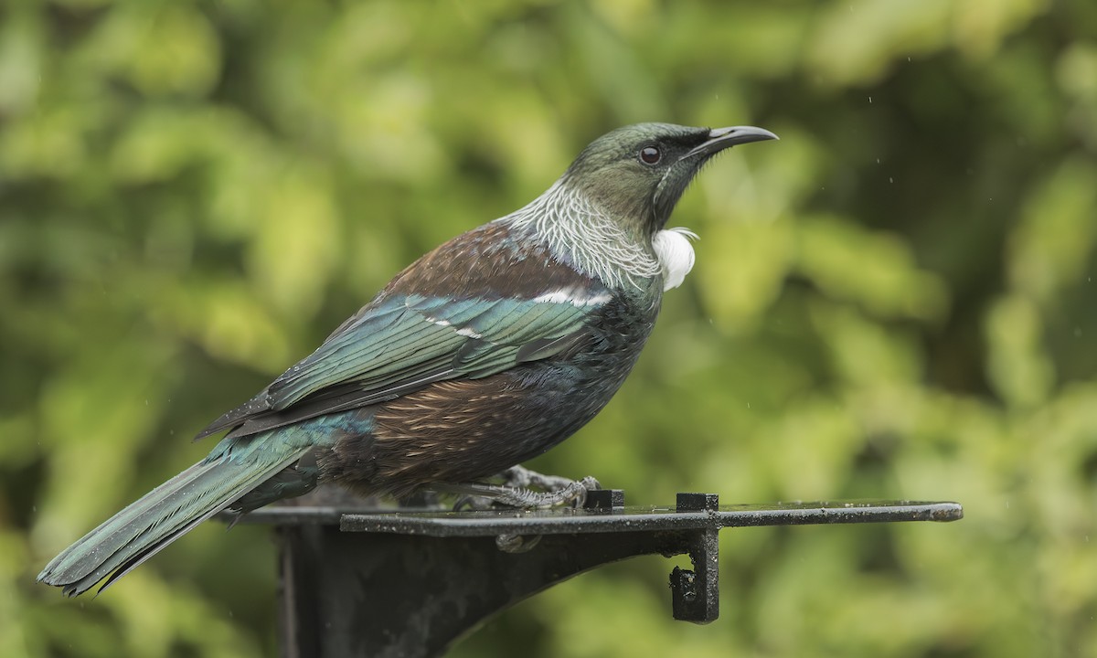 Tui - ML644042039