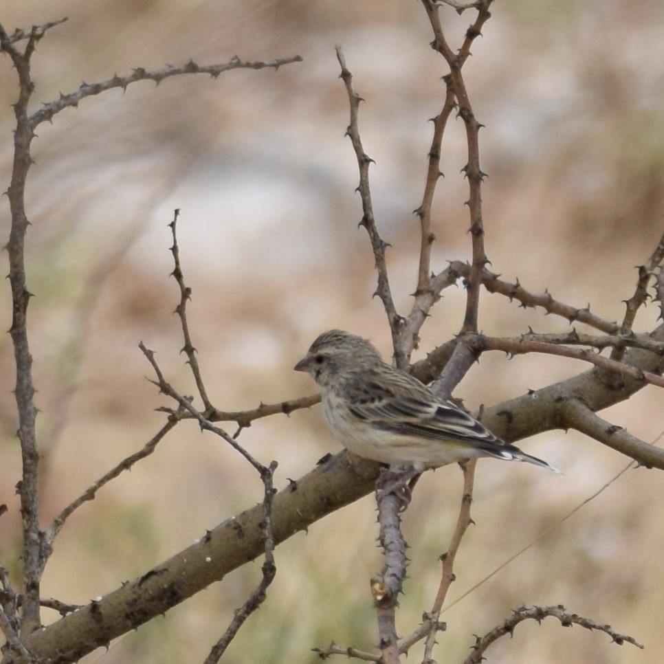 Black-throated Canary - ML644042040
