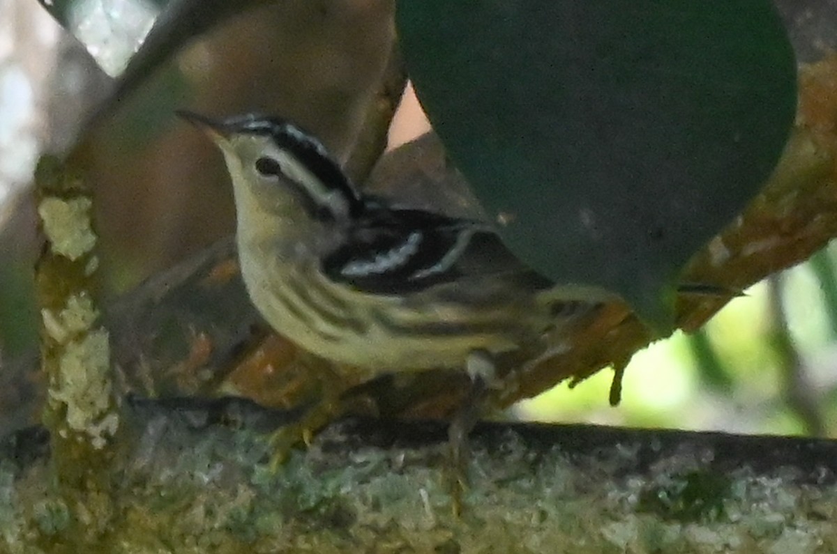 Black-and-white Warbler - ML644042045