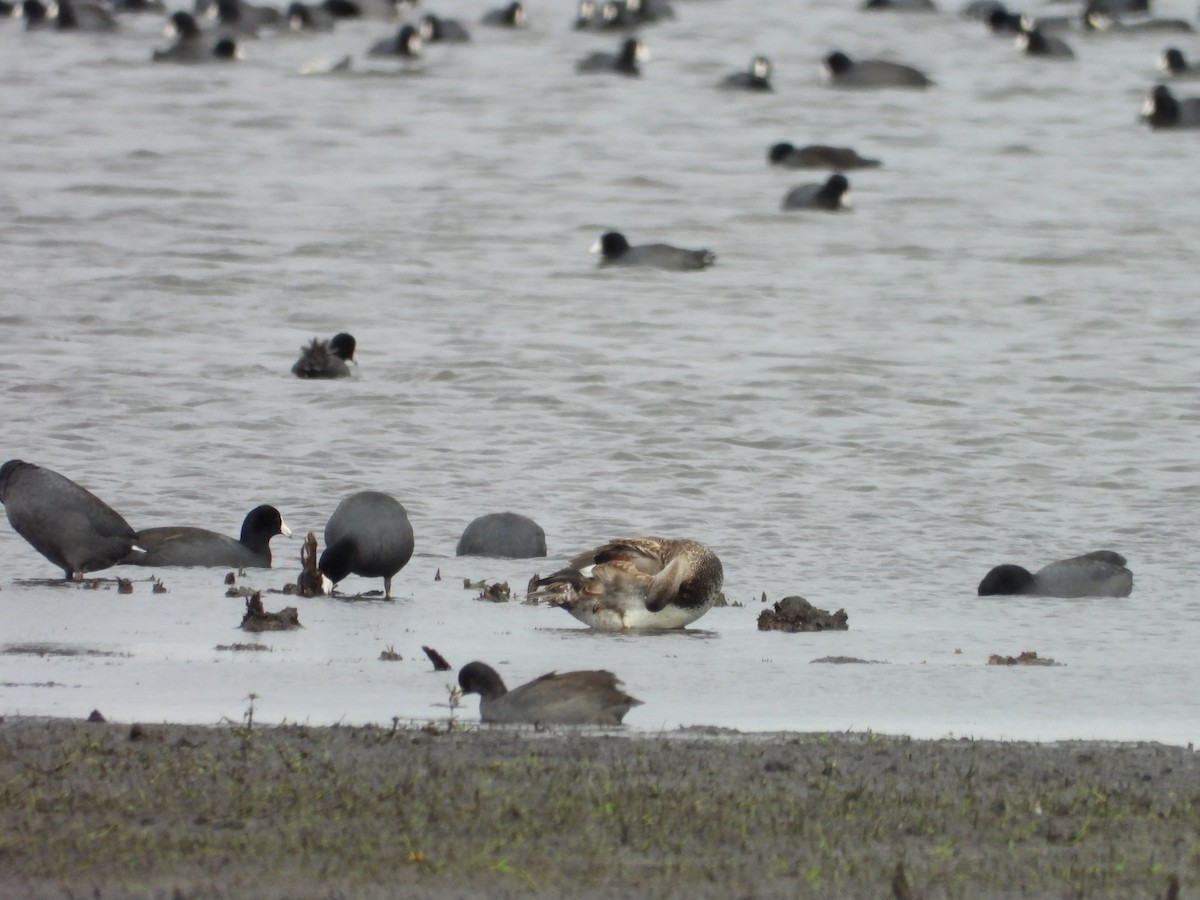 Gadwall - ML644042046