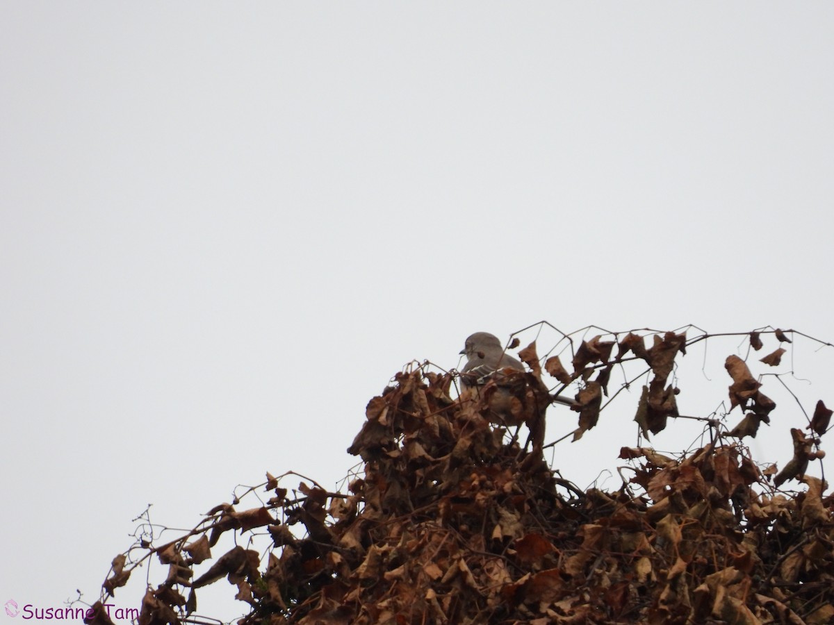 Northern Mockingbird - ML644042048