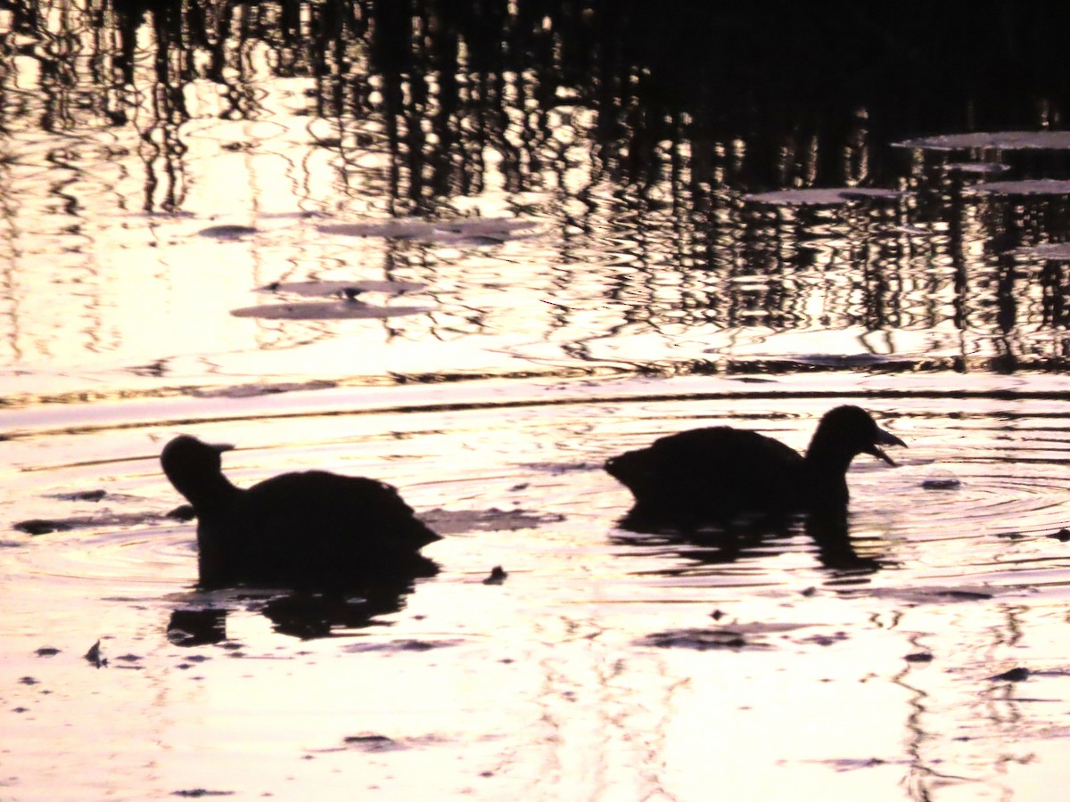American Coot - ML644042053
