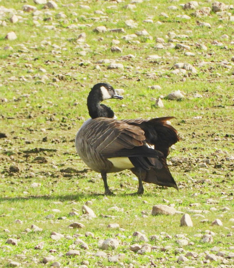 Canada Goose - ML644042054