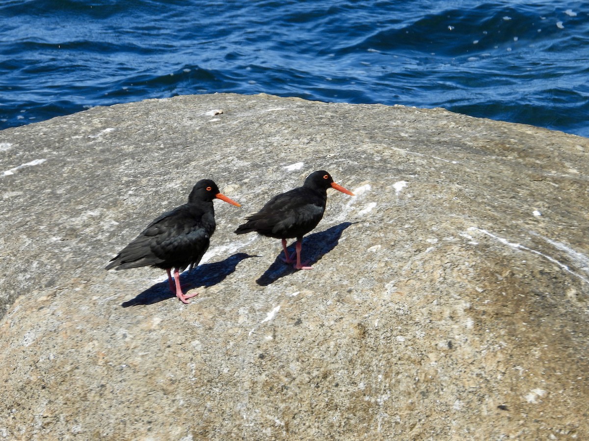 African Oystercatcher - ML644042056