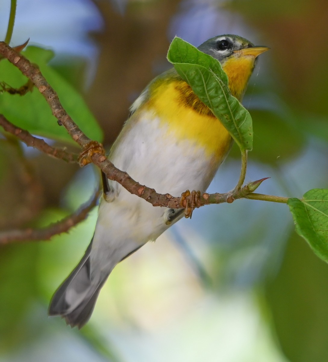 Northern Parula - ML644042067