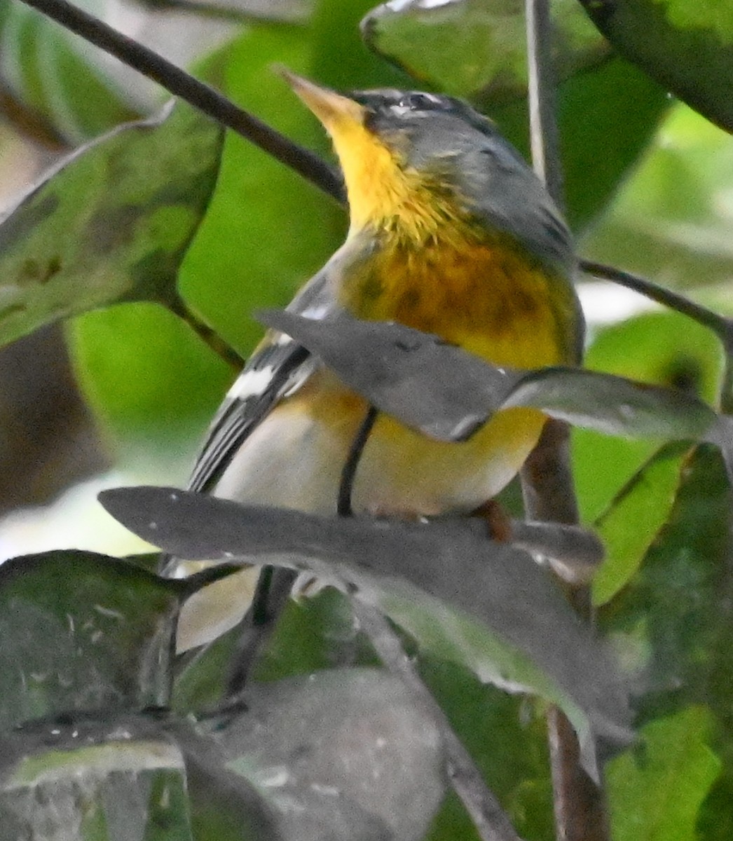 Northern Parula - ML644042068