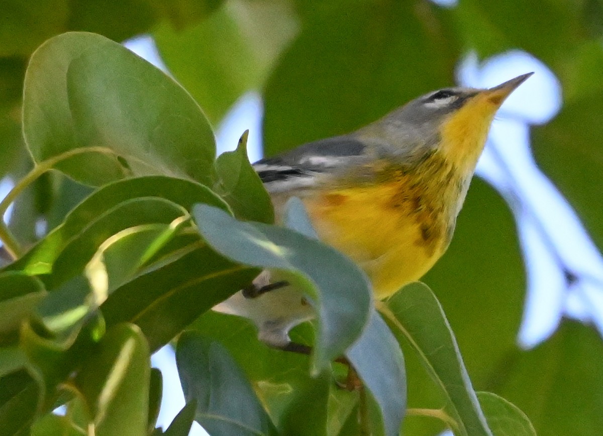Northern Parula - ML644042069