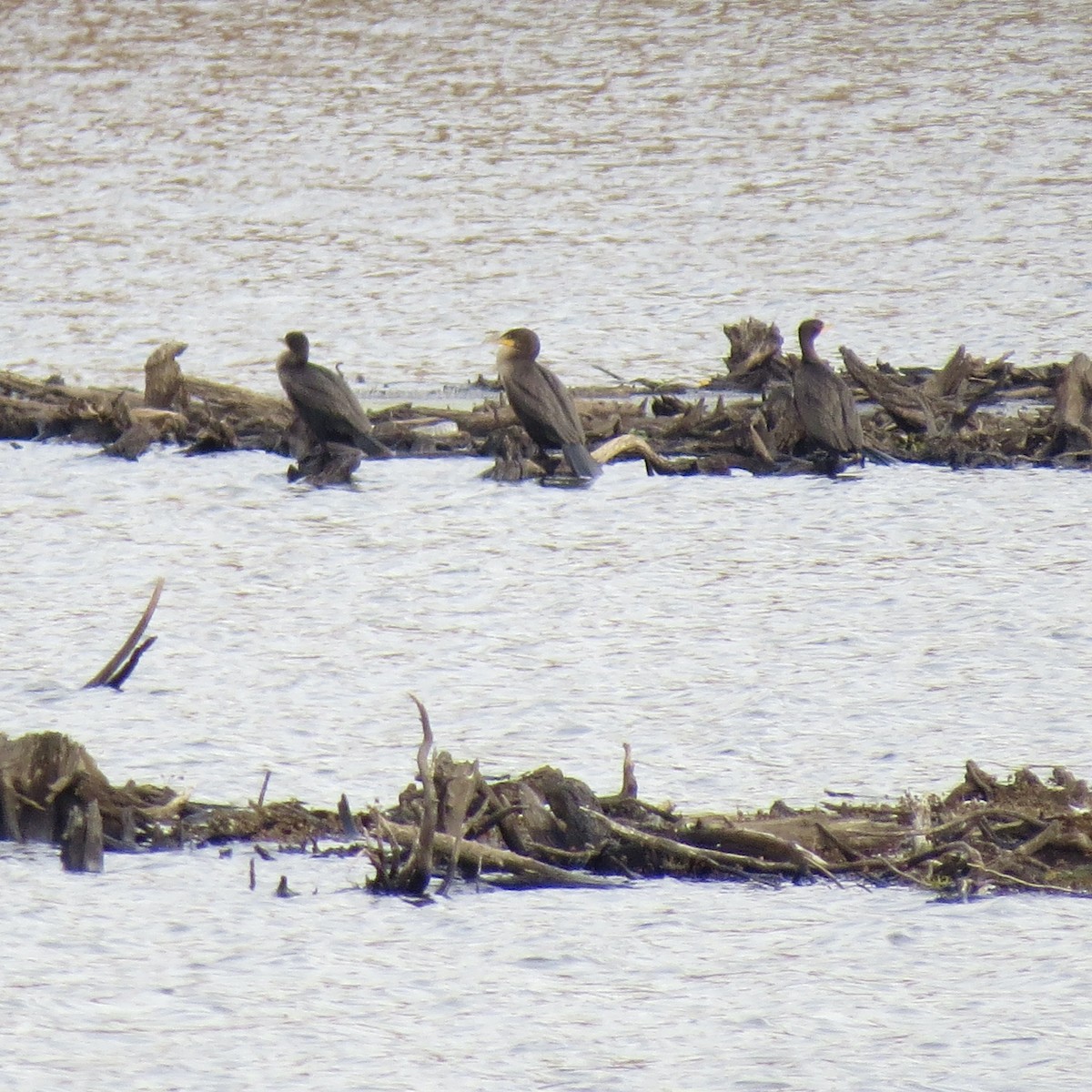 Double-crested Cormorant - ML644042071