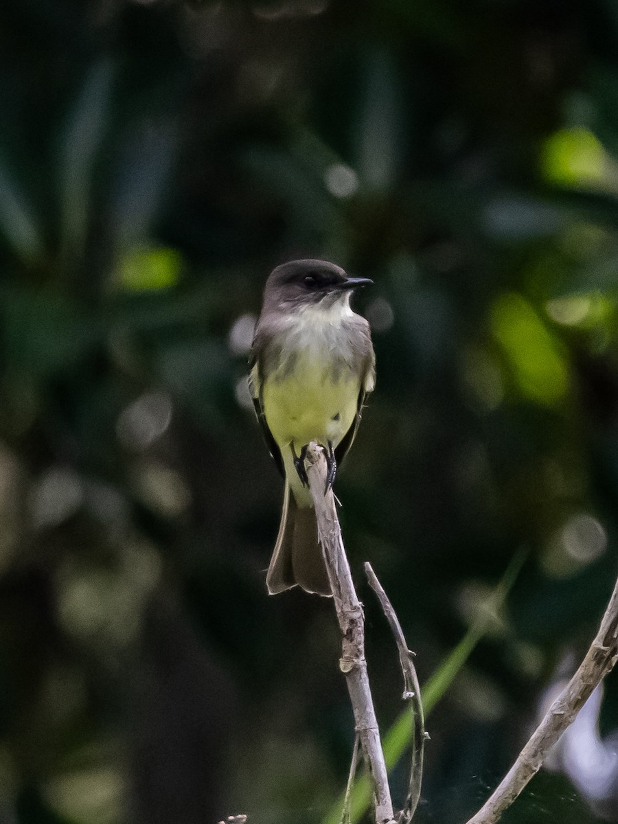 Eastern Phoebe - ML644042077
