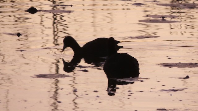 American Coot - ML644042078