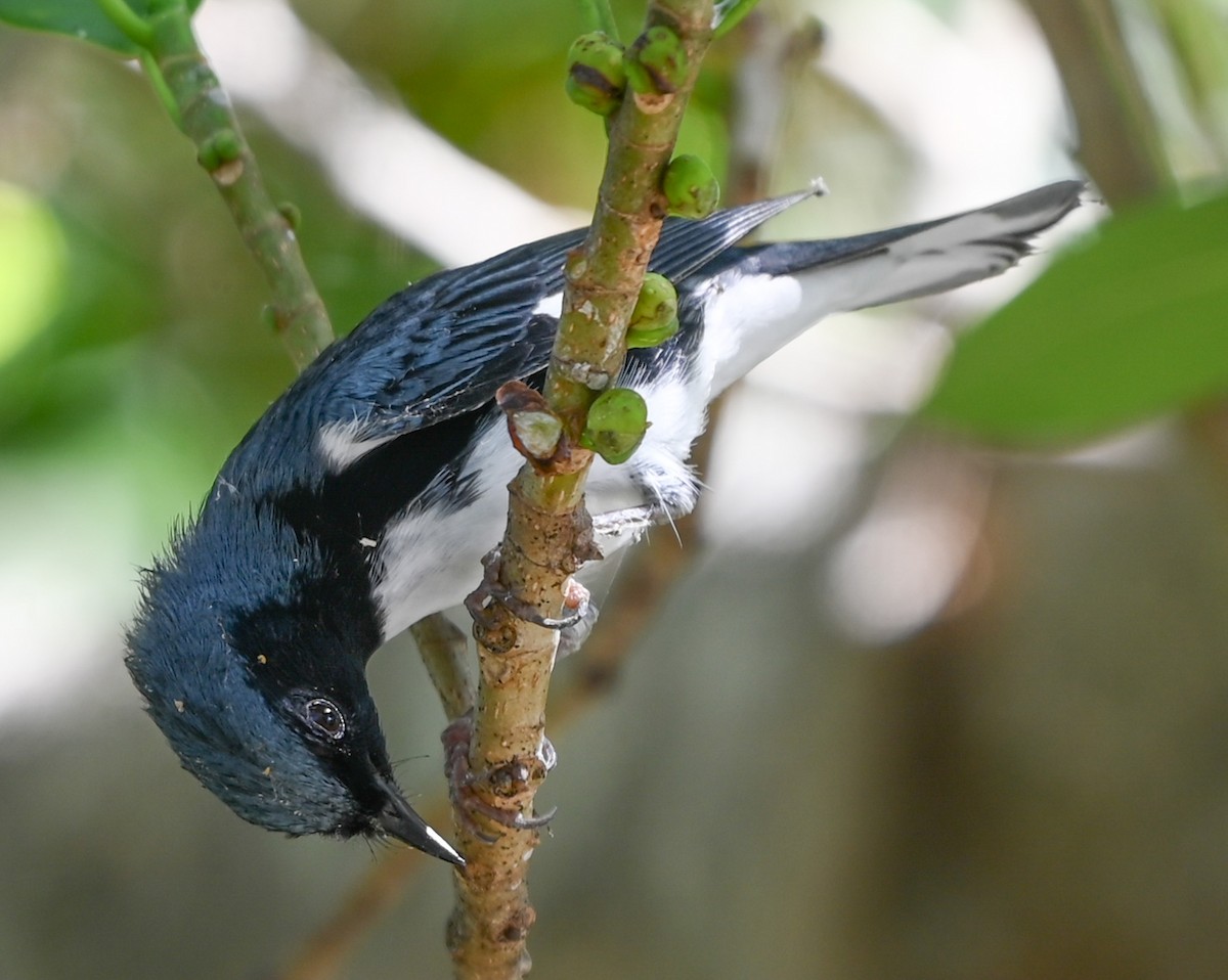 Black-throated Blue Warbler - ML644042079
