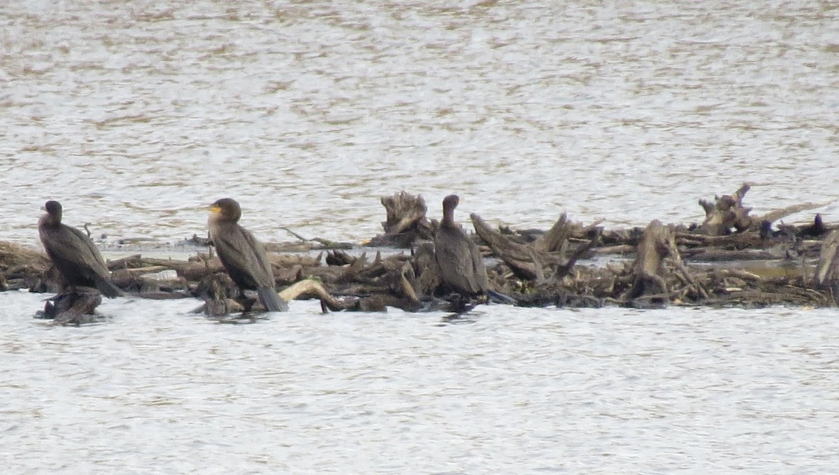 Double-crested Cormorant - ML644042082
