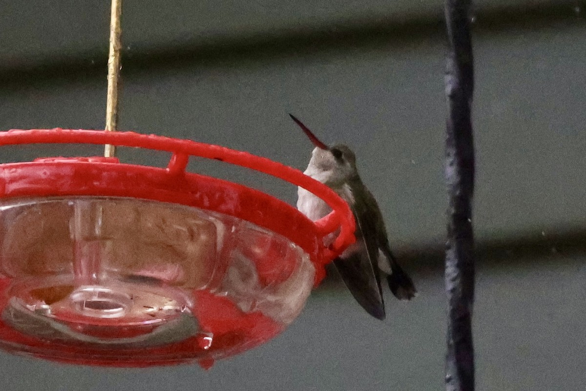 Broad-billed Hummingbird - ML644042083