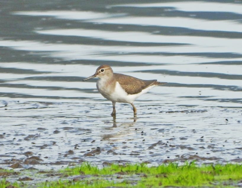Common Sandpiper - ML644042084