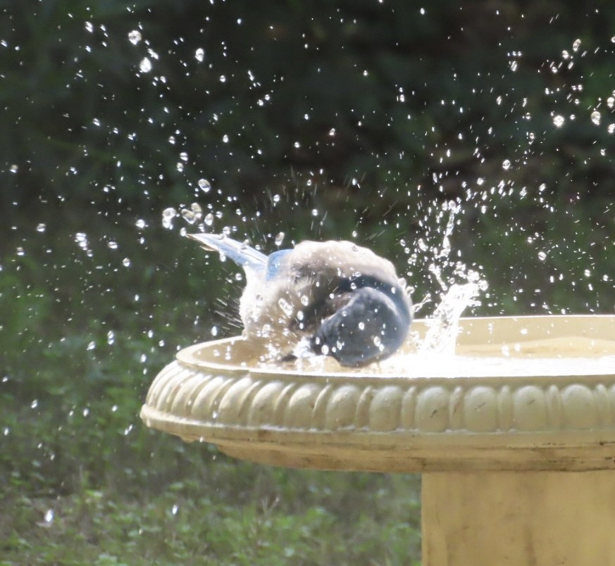 California Scrub-Jay - ML644042086