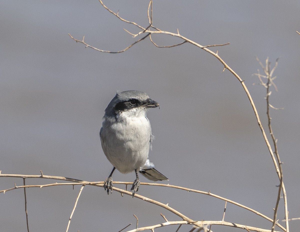 Pie-grièche migratrice - ML644042124