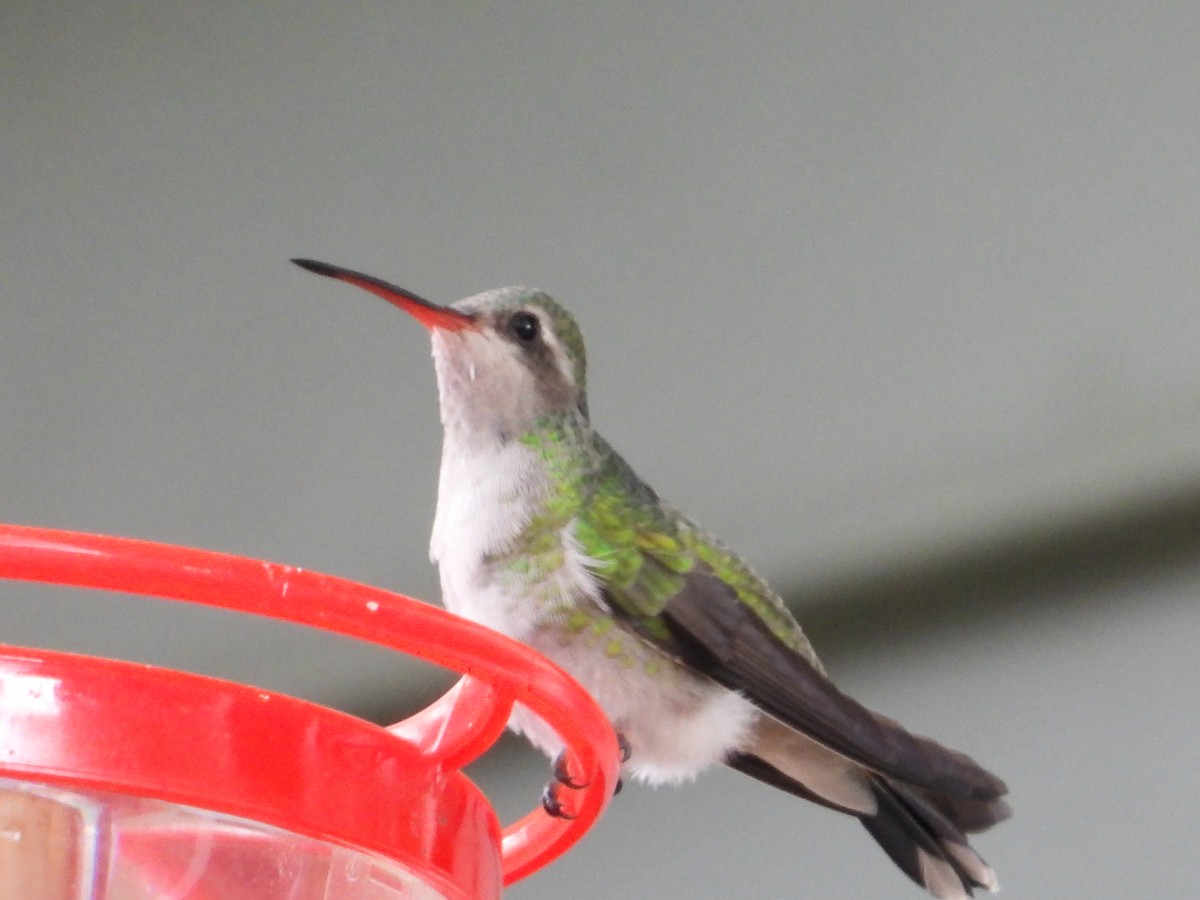 Broad-billed Hummingbird - ML644042128