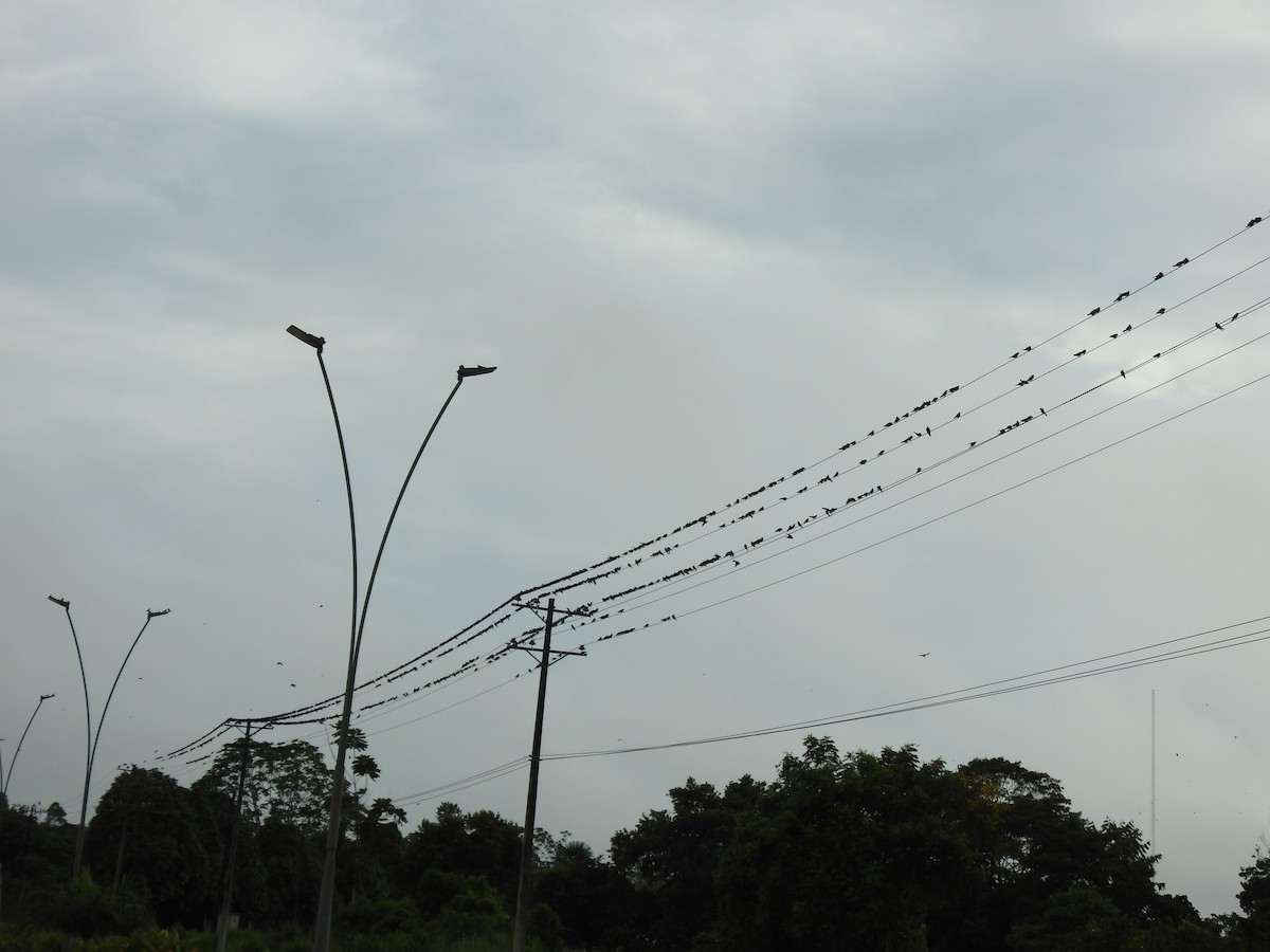 Purple Martin - ML644042130