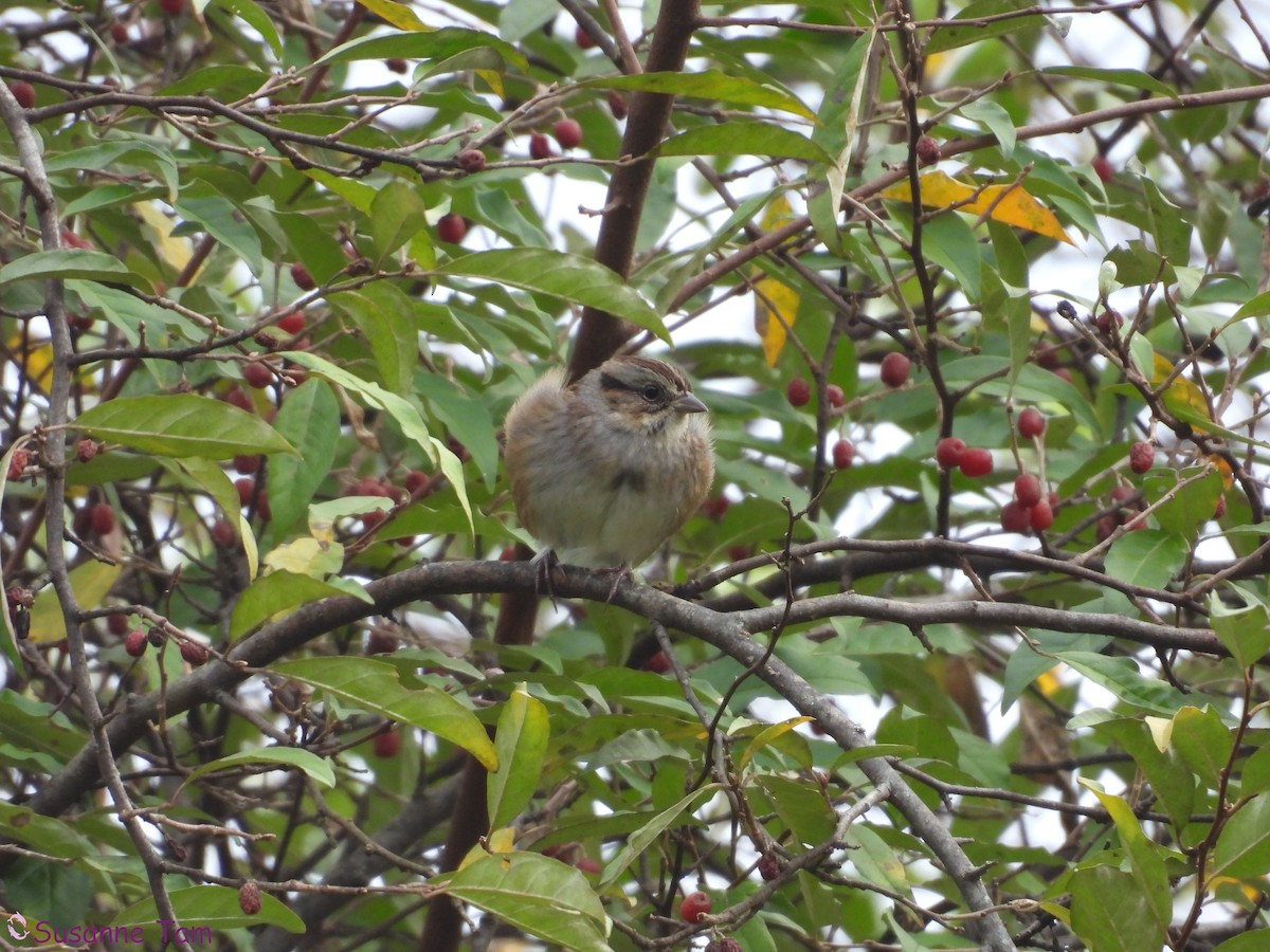 Swamp Sparrow - ML644042131