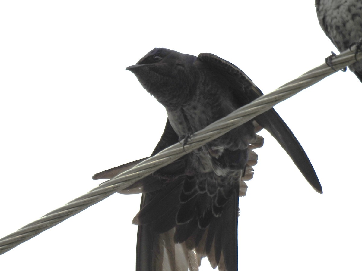 Purple Martin - ML644042135