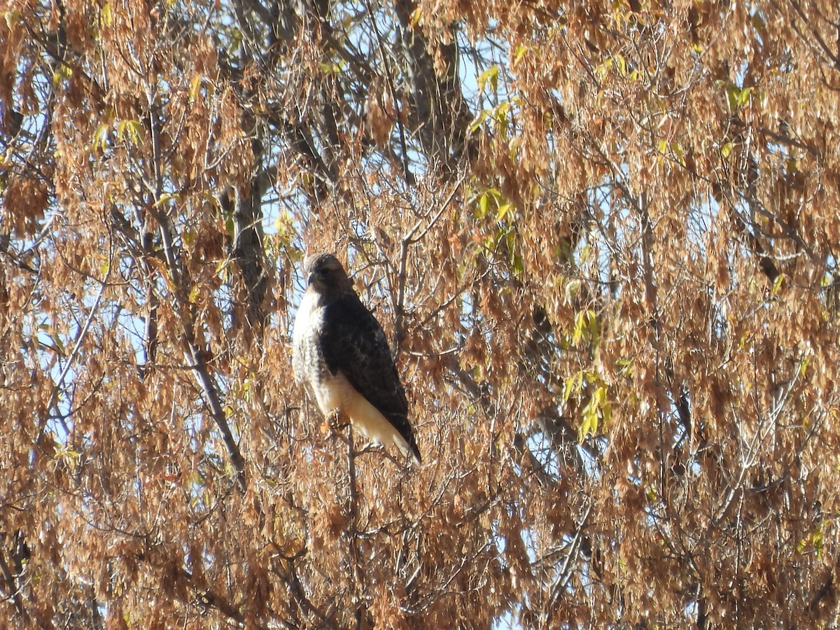 Red-tailed Hawk - ML644042136