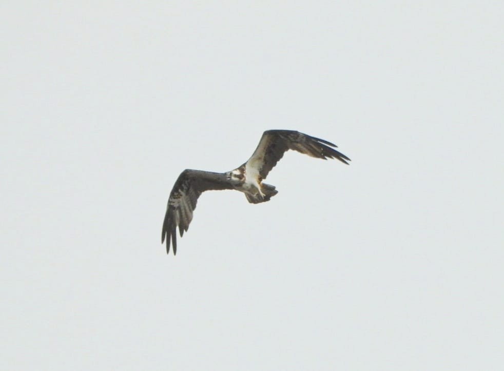 Osprey - ML644042137