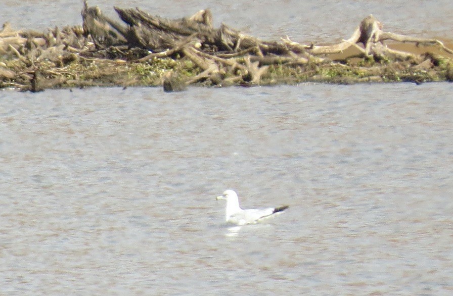 Ring-billed Gull - ML644042138
