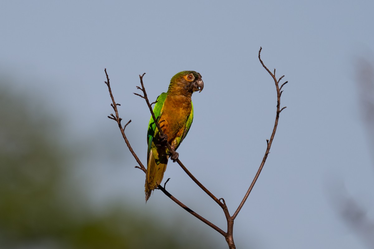Brown-throated Parakeet - ML644042139