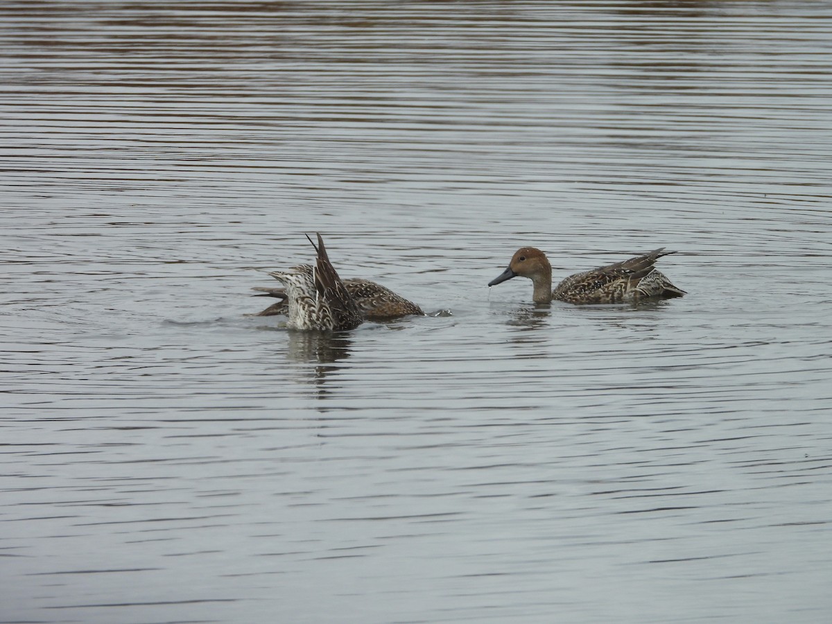 Northern Pintail - ML644042140