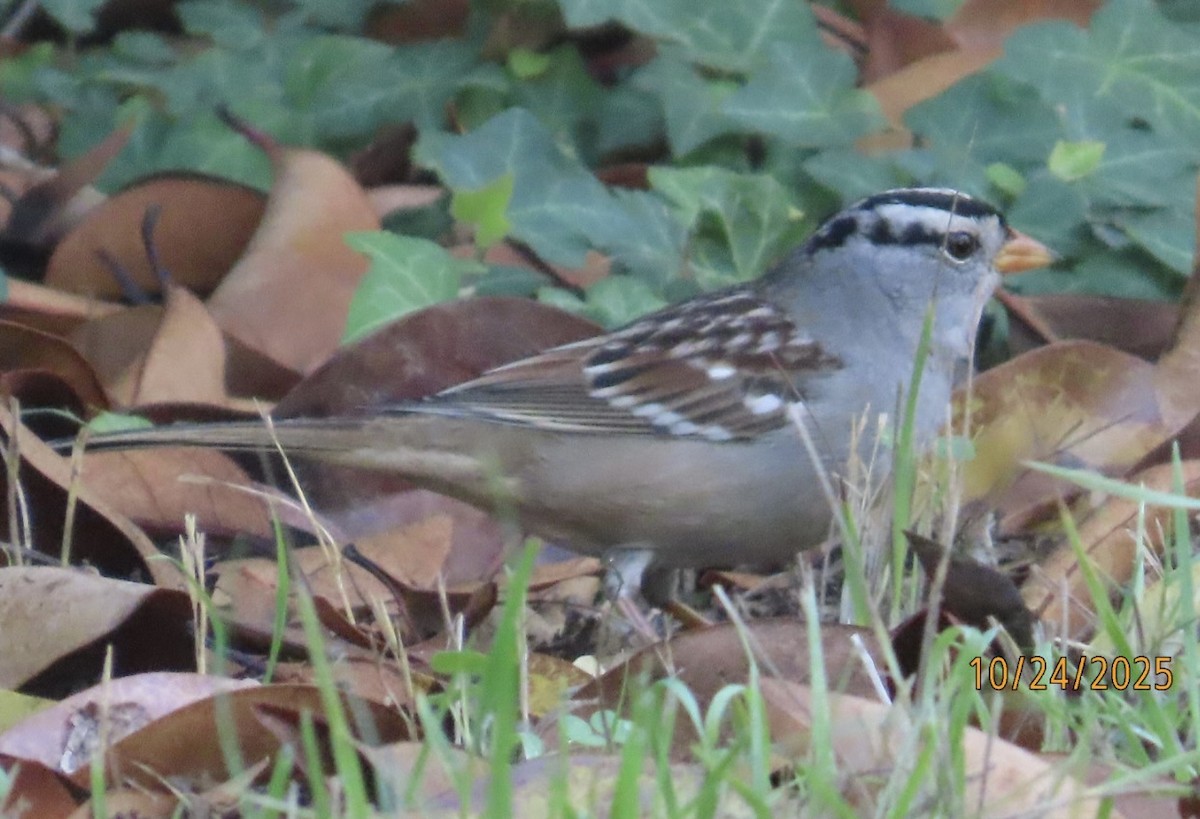 White-crowned Sparrow (Gambel's) - ML644042141